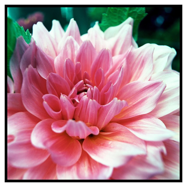 A close-up shot shows the delicate petals of a pink dahlia.