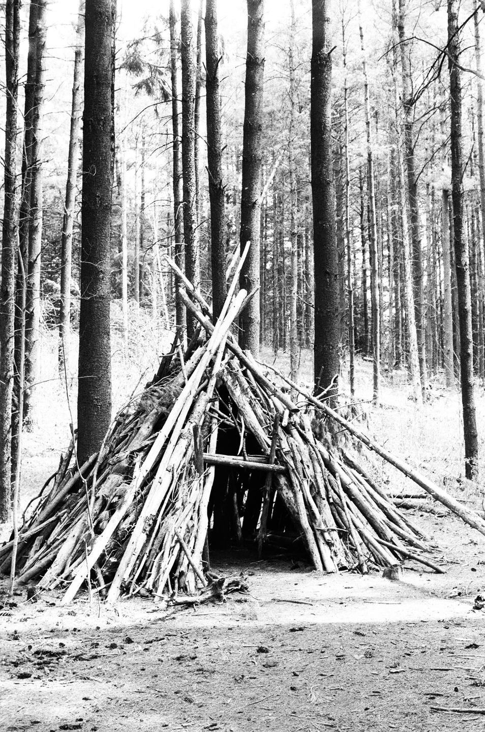 A teepee-like structure made of branches stands in a forest of tall trees.