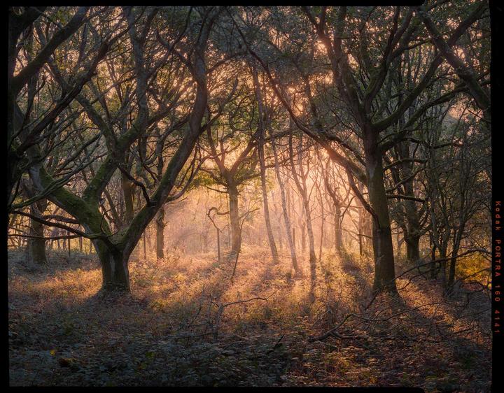 Sunlight streams through a dense forest, illuminating the undergrowth and creating long shadows.