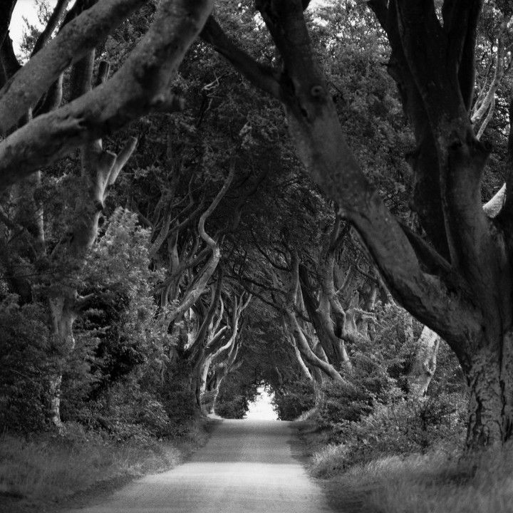 A road is lined with gnarled trees forming an archway.