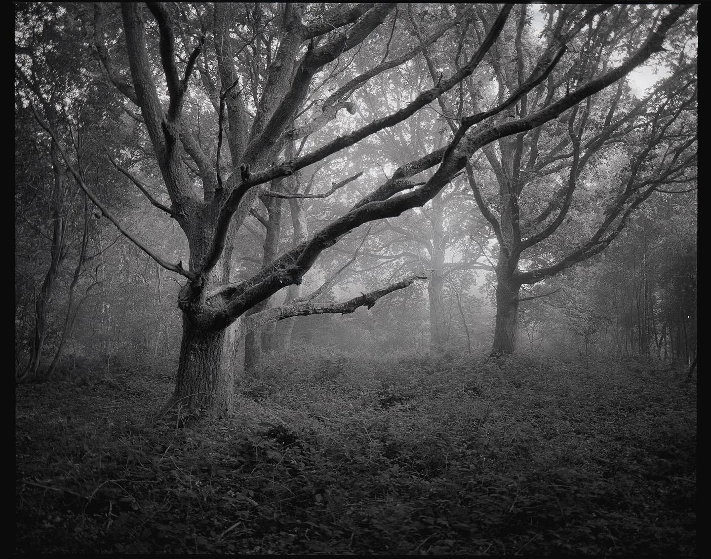 Two large trees with bare branches stand in a dense forest covered in fog.