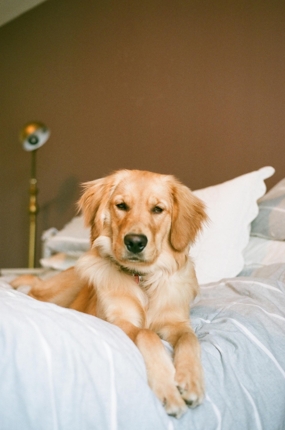 A golden retriever lies on a bed with white and striped bedding, looking directly at the viewer.