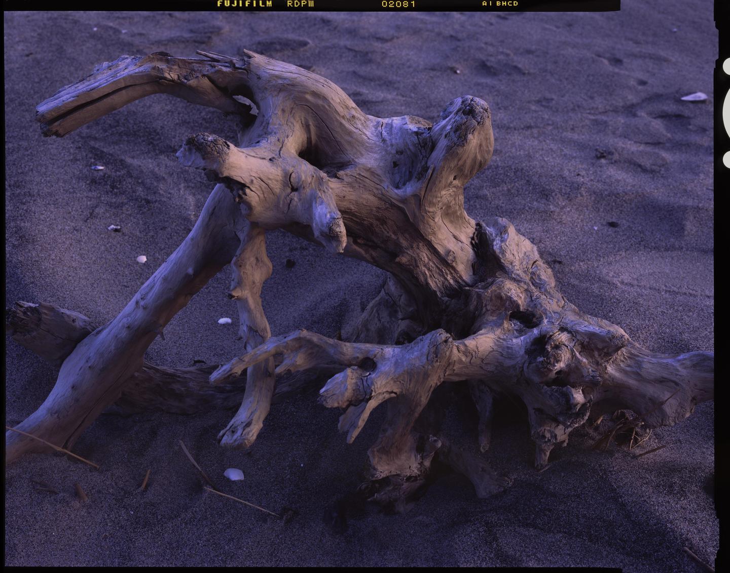 A piece of driftwood rests on dark sand with small seashells scattered around it.