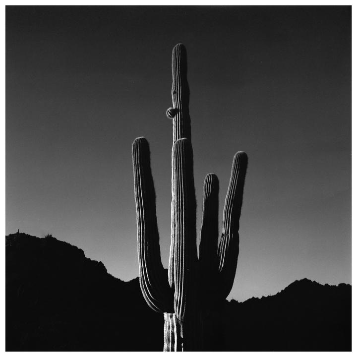 A saguaro cactus stands tall against a dark sky with mountains in the background.