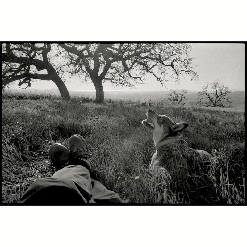 A dog howls in a grassy field with a person's legs visible in the foreground and trees in the background.