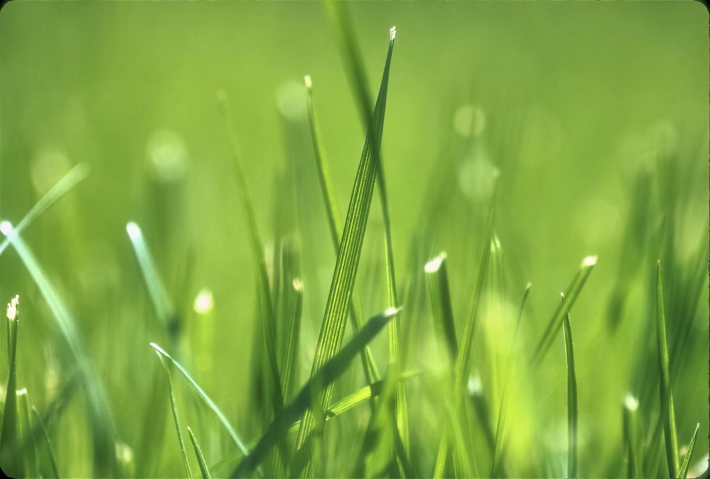 A close-up shot shows blades of green grass with bright highlights and a soft, out-of-focus background.
