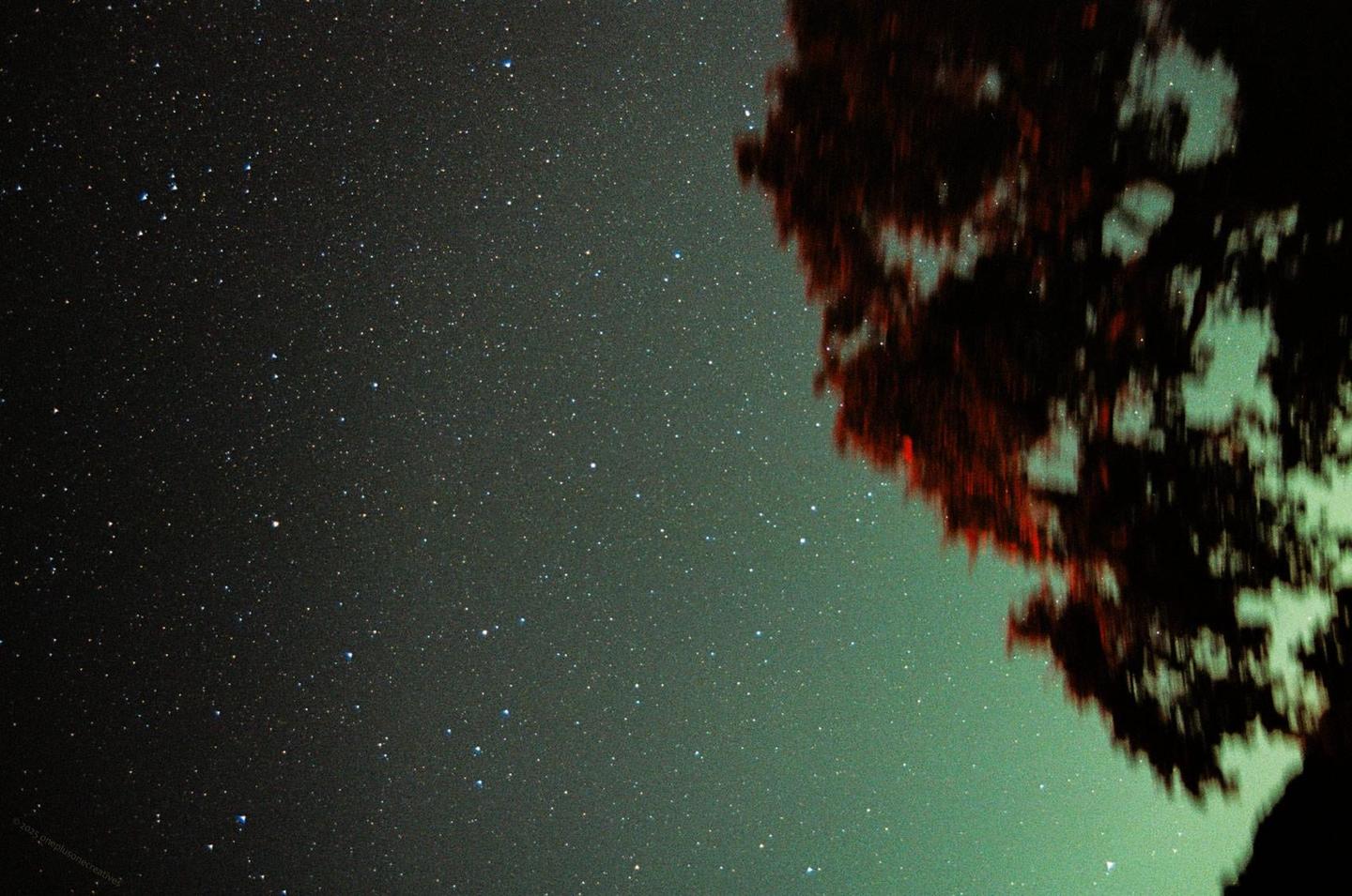 A dark night sky filled with numerous stars is partially obscured by the silhouette of a tree on the right side of the frame.