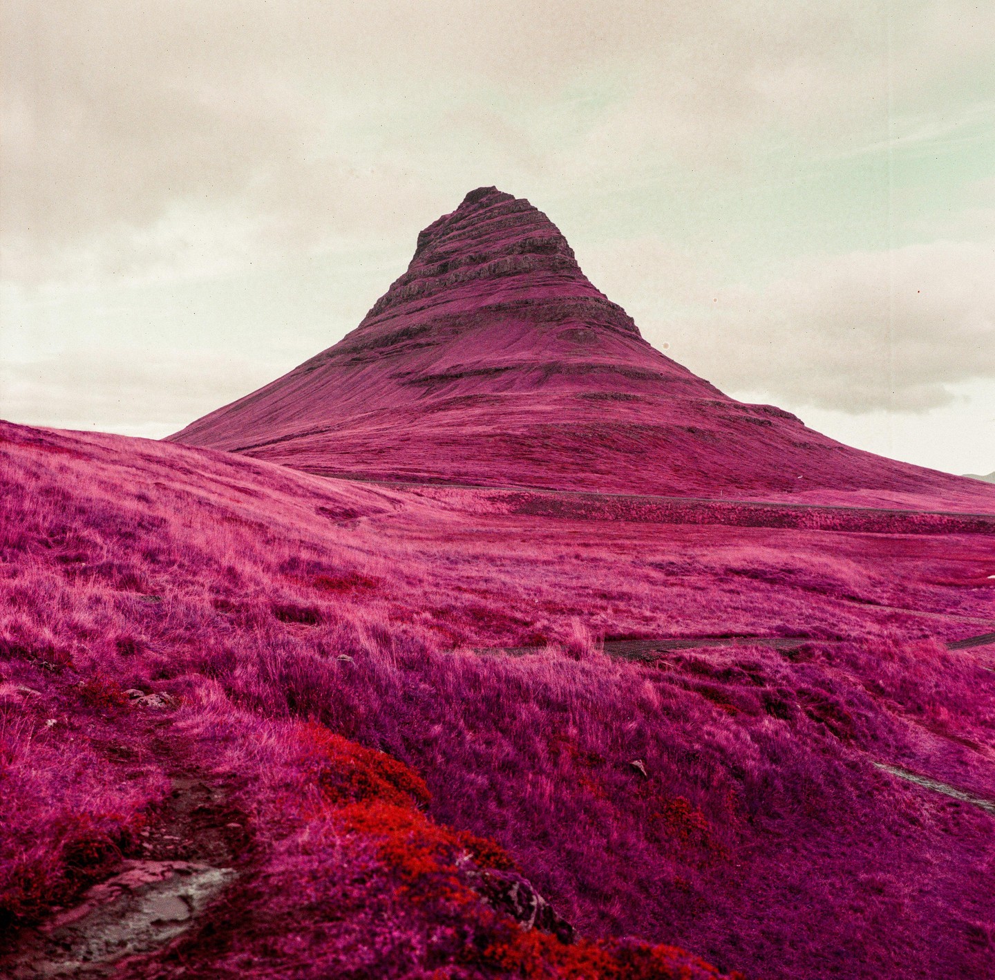 A mountain with a pointed peak rises from a field of magenta grass under a pale sky.