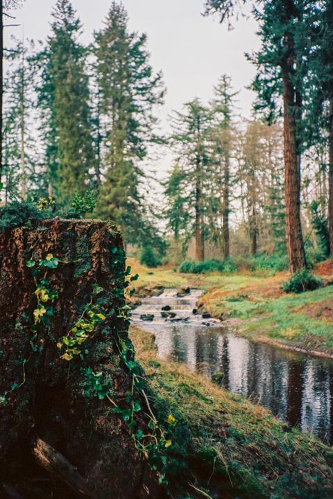 A tree stump covered in ivy sits in the foreground of a forest with a stream flowing through it.