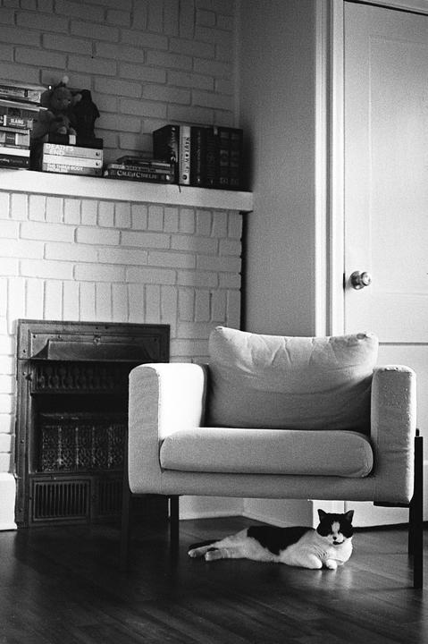 A black and white cat rests on a wooden floor beneath a chair in a living room with a fireplace and bookshelf.