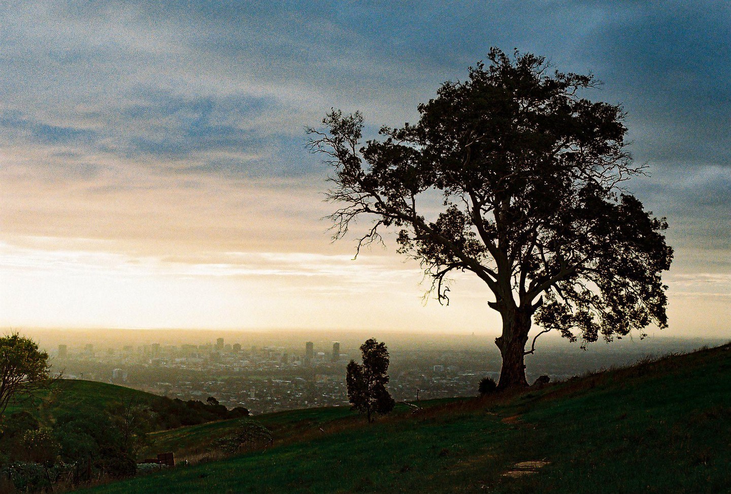A large tree stands on a grassy hill overlooking a city at dusk.