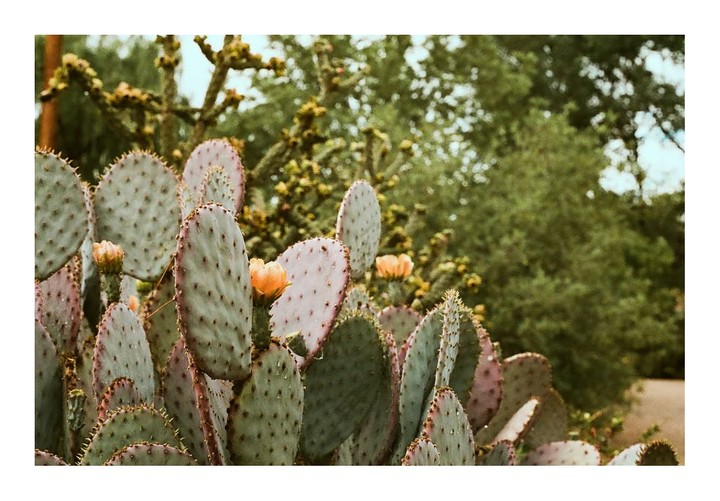 A prickly pear cactus with several orange blossoms is in the foreground, with green foliage and a dirt path in the background.