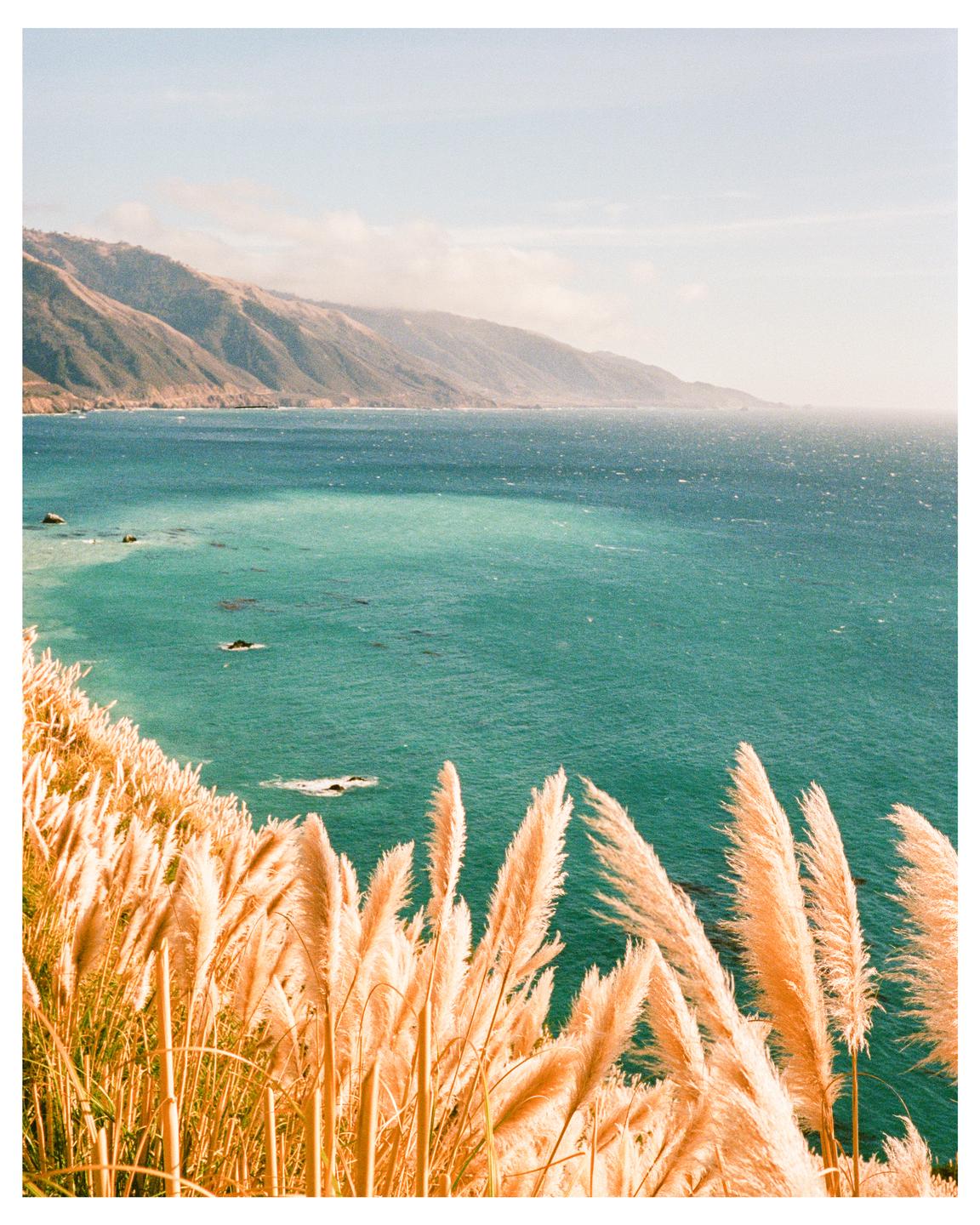 Golden reeds grow on a hillside overlooking a turquoise ocean and distant mountains.