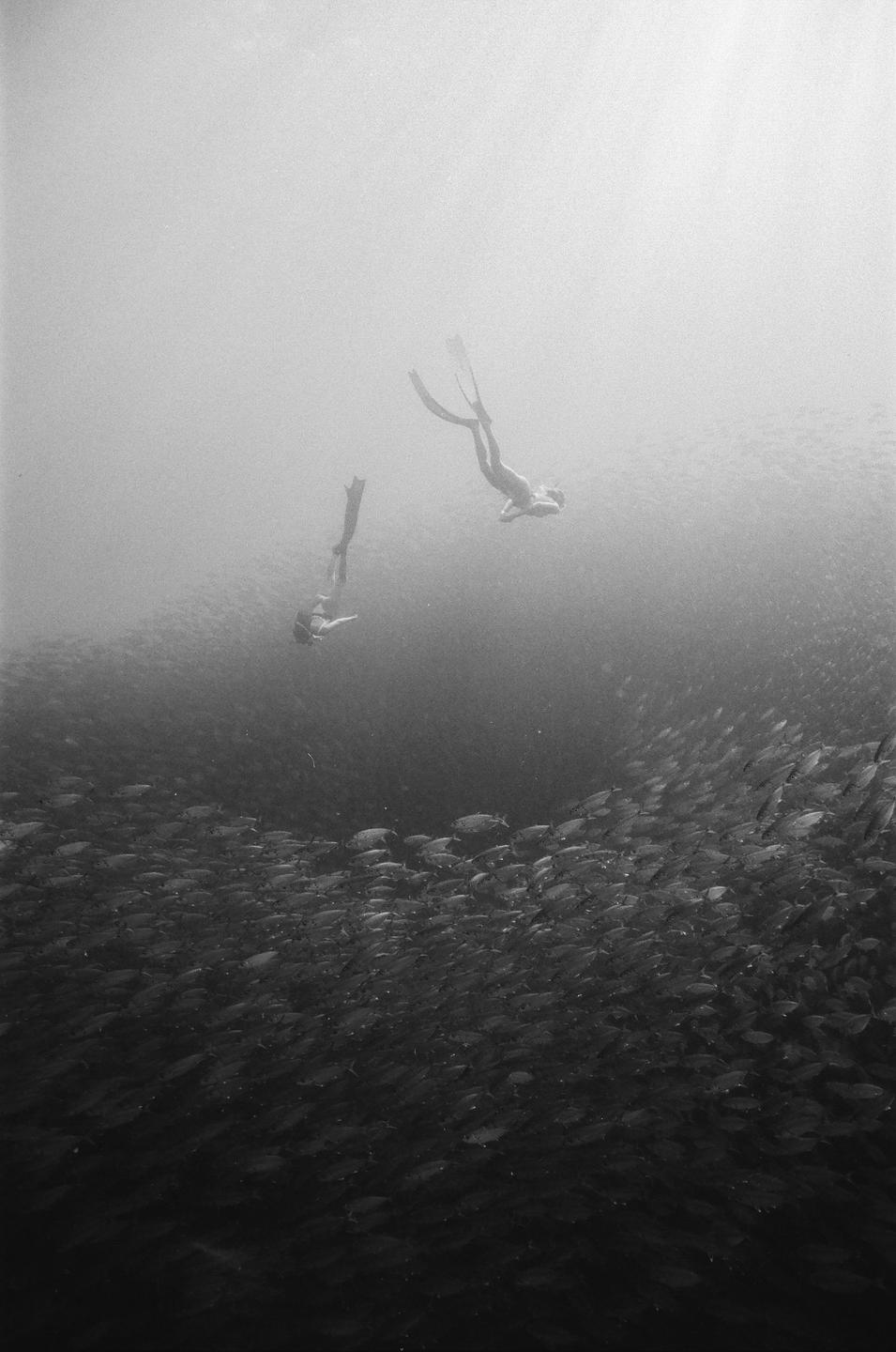 Two people with fins swim above a large school of fish in the ocean.