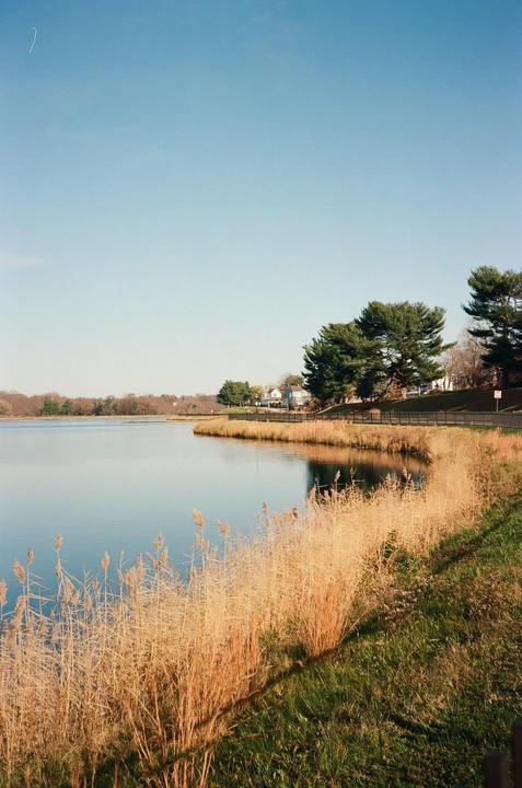 A body of water is surrounded by tall dry grass and green grass, with trees and houses visible in the distance under a clear sky.
