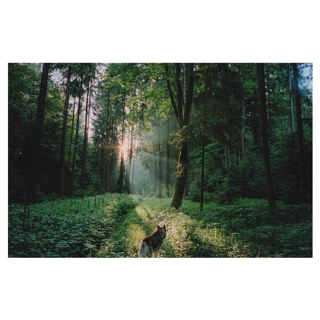A husky stands on a sunlit path in a dense forest with tall trees and lush undergrowth.