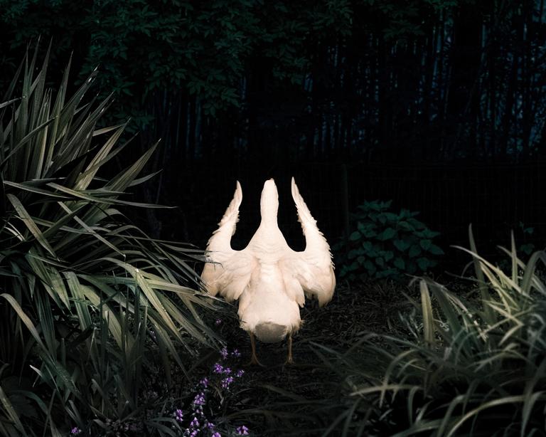 A white duck with its wings spread stands in a dark garden surrounded by lush foliage and purple flowers.