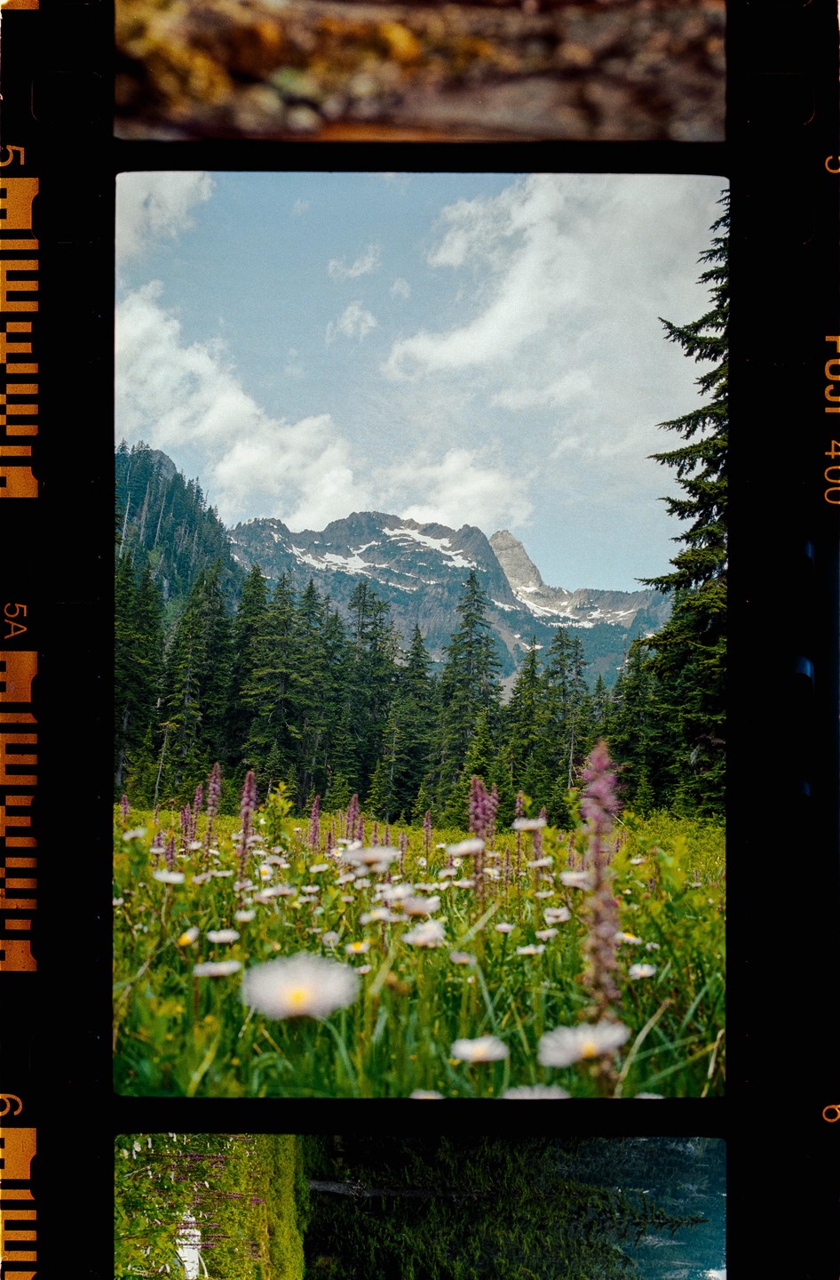 A field of wildflowers sits in front of a forest and a snow-capped mountain under a cloudy sky.