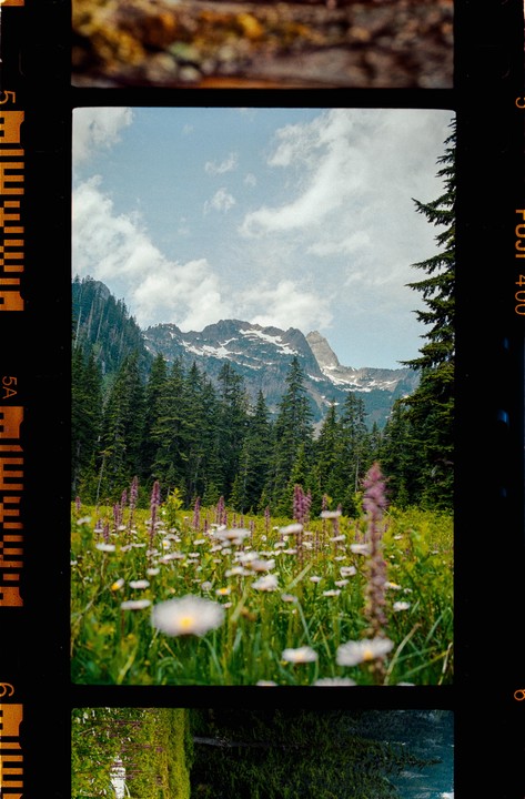 A field of wildflowers sits in front of a forest and a snow-capped mountain under a cloudy sky.