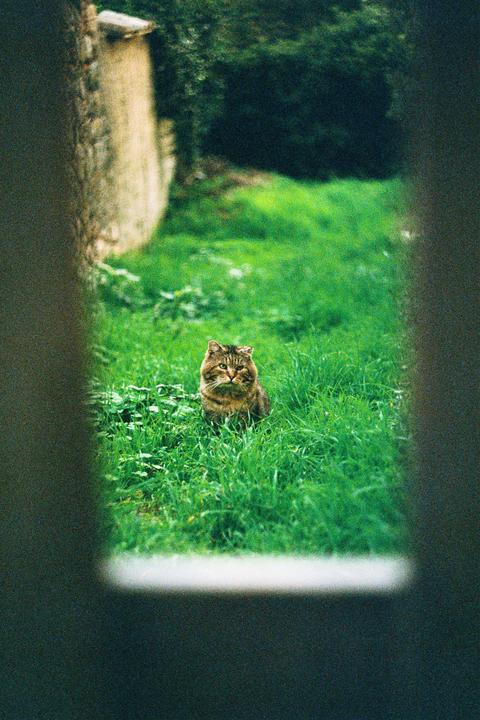 A tabby cat sits in tall green grass, framed by dark vertical bars on either side.