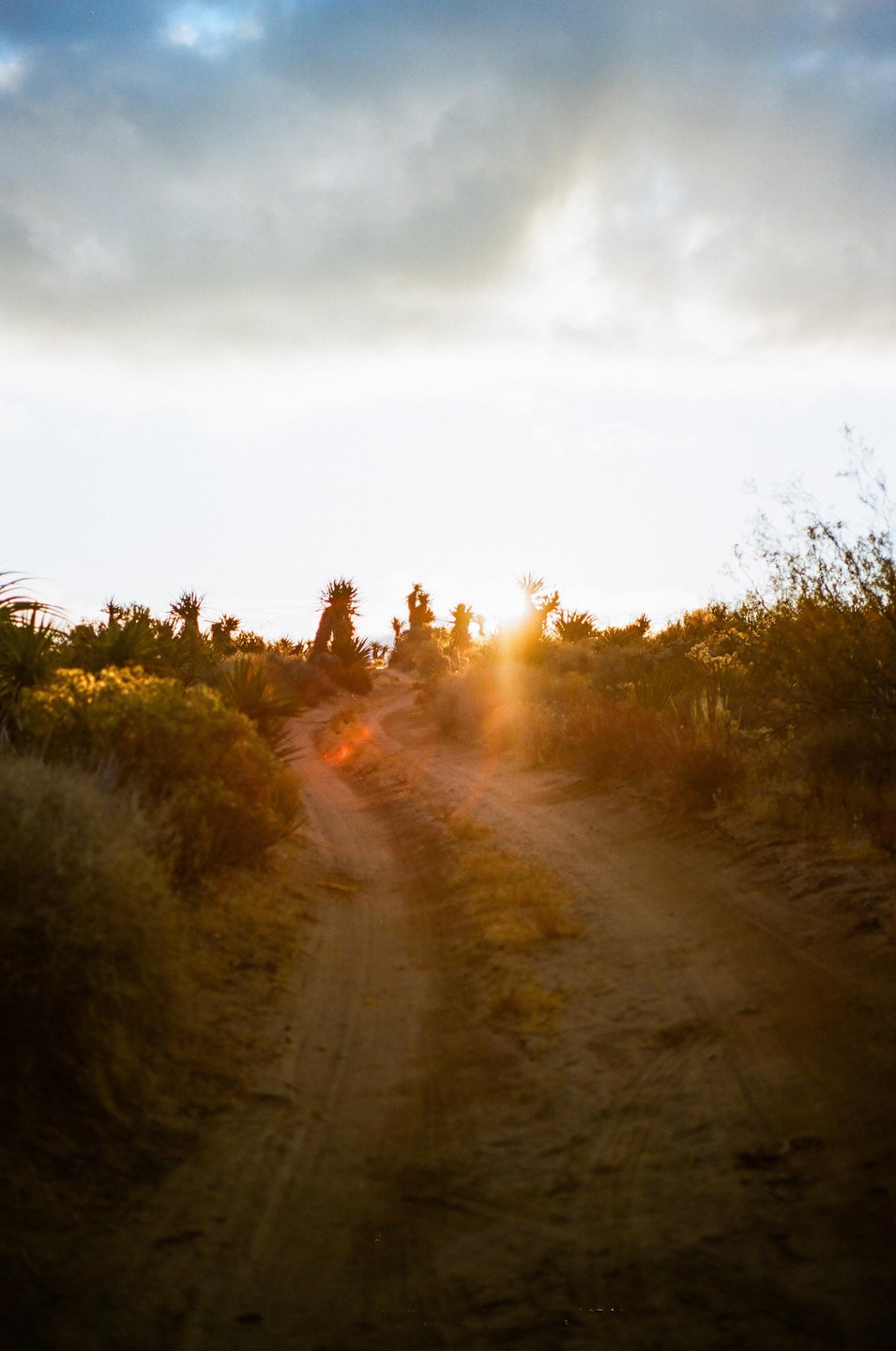 The sun rises over a dirt road in a desert landscape with yucca plants and brush.