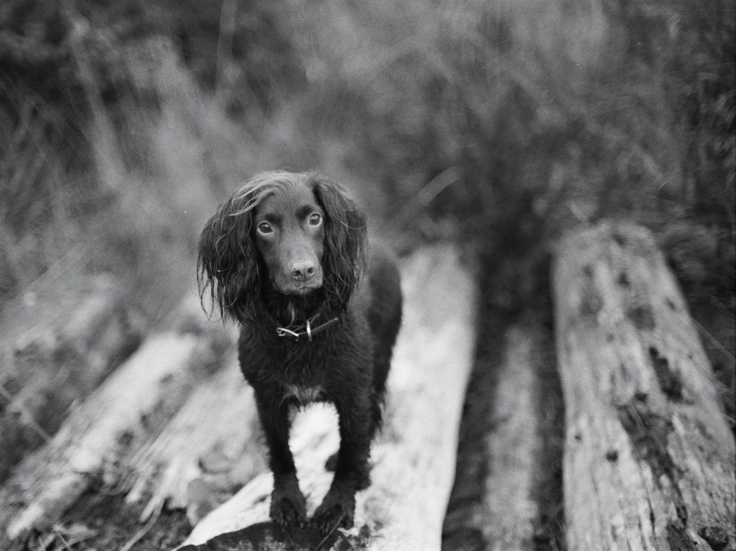 A black dog with a collar stands on a fallen tree trunk.
