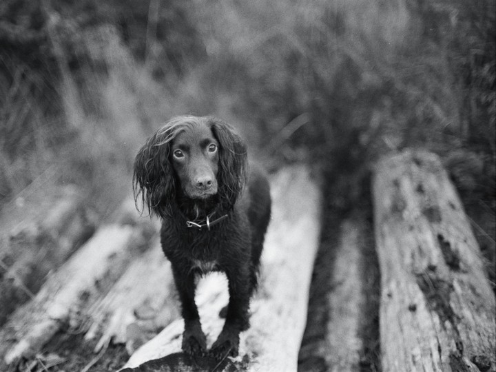 A black dog with a collar stands on a fallen tree trunk.