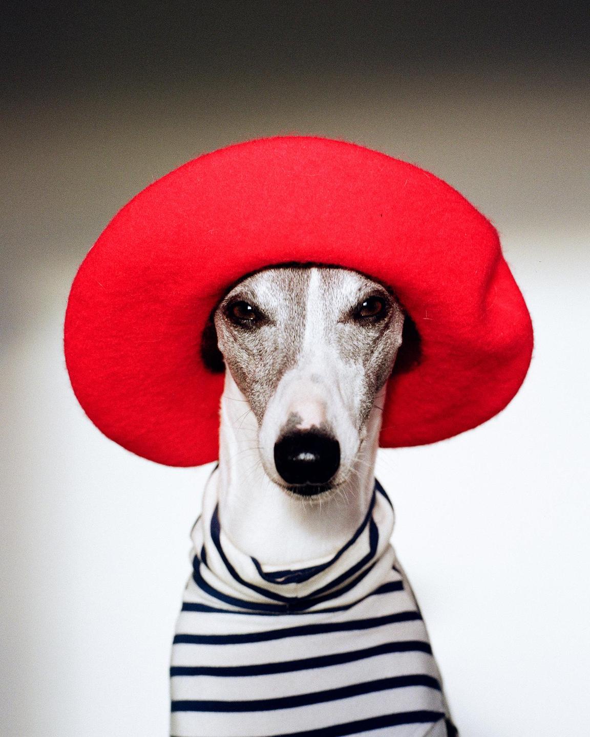 A dog wears a red beret and a striped shirt.