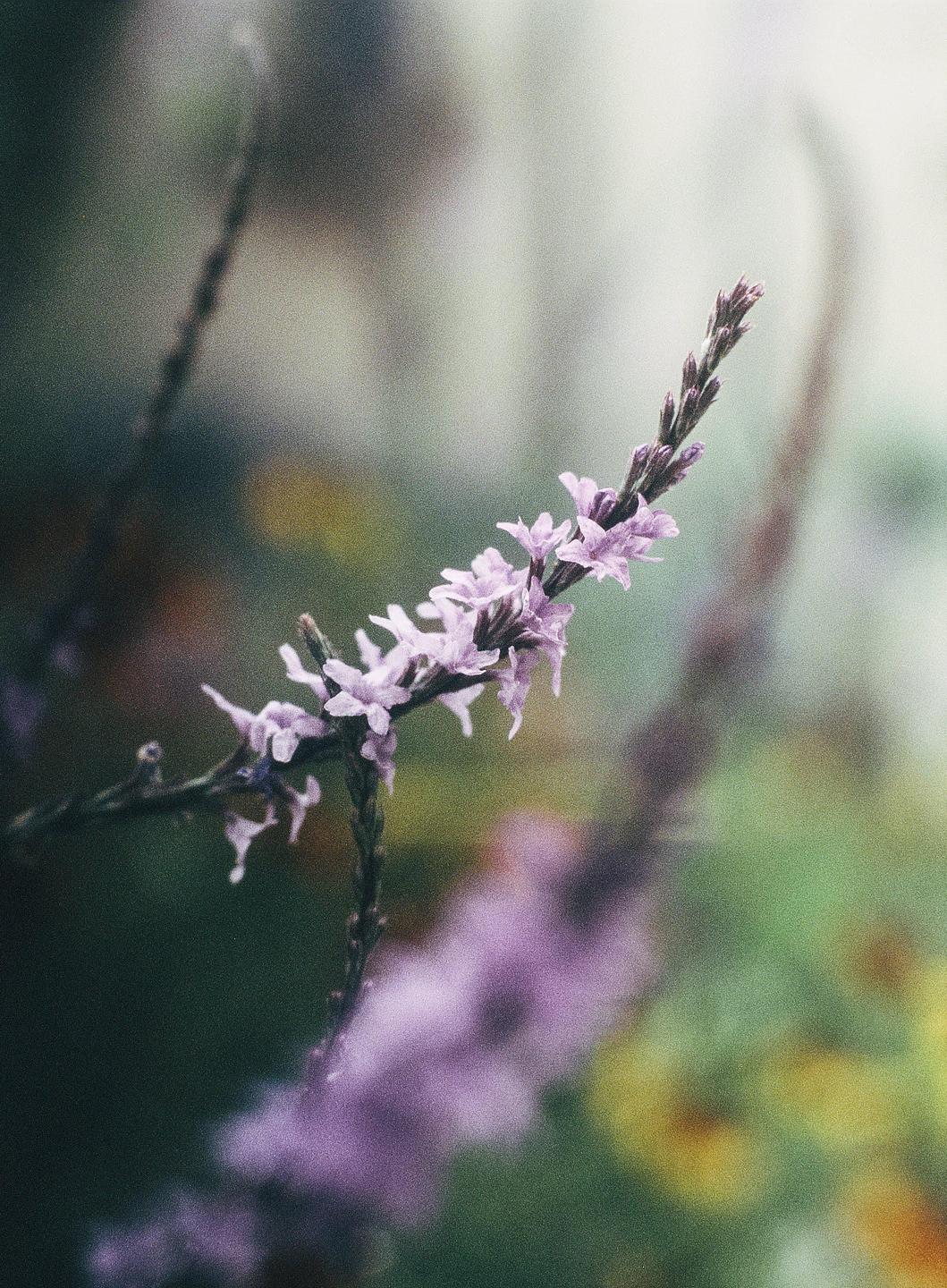 A close-up shot shows a branch of small purple flowers with a soft, blurred background.