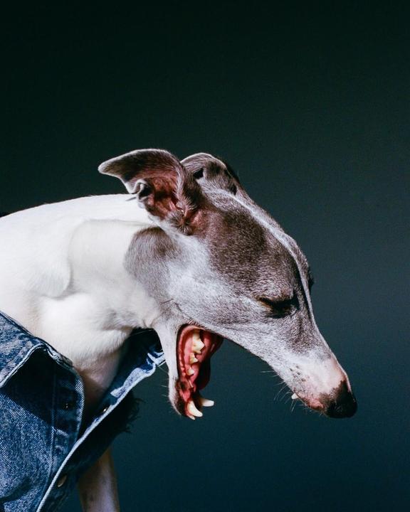 A dog wearing a denim jacket yawns widely, showing its teeth and tongue.