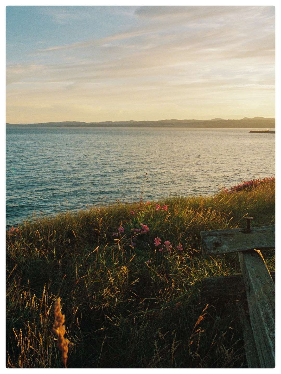 A grassy hillside with pink flowers overlooks a calm sea under a pastel sky at sunset.