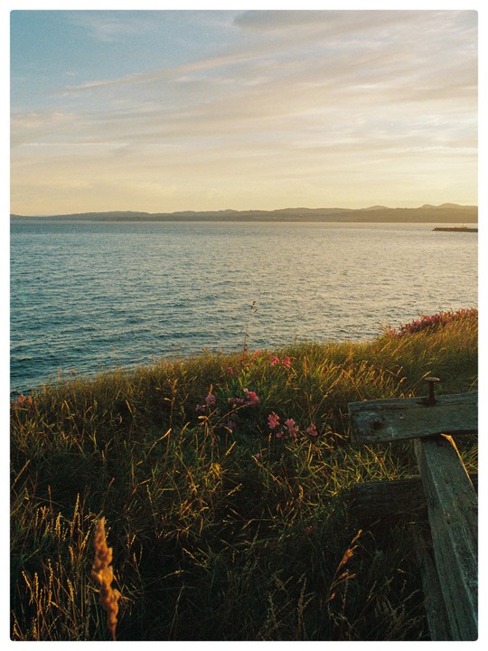 A grassy hillside with pink flowers overlooks a calm sea under a pastel sky at sunset.