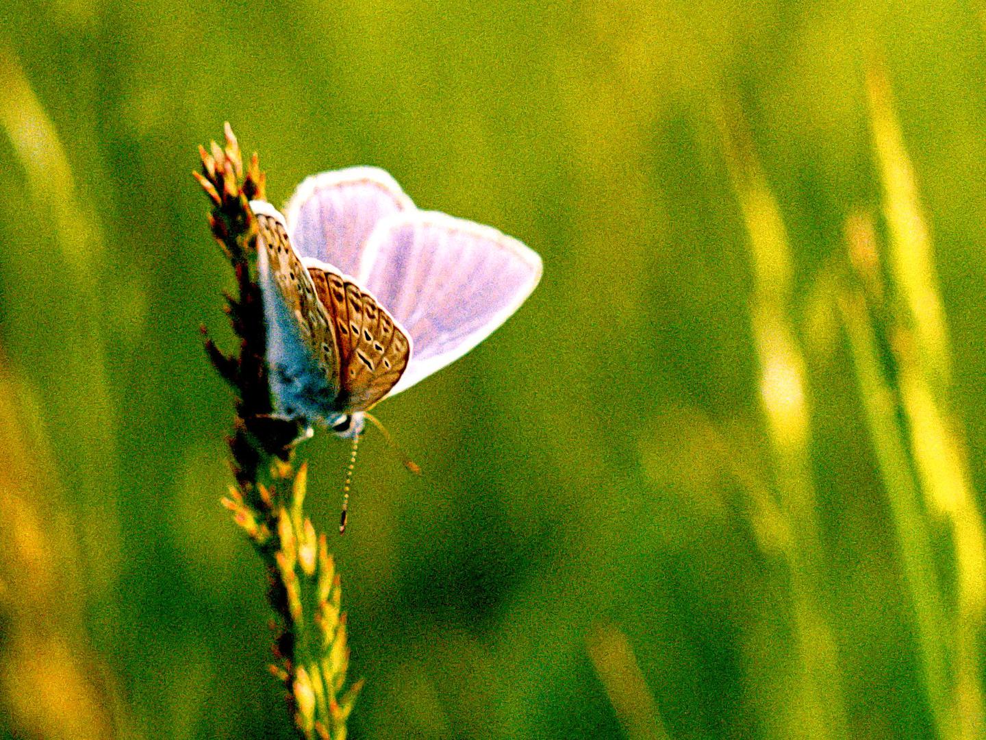A butterfly with light purple wings rests on a plant stalk against a green background.