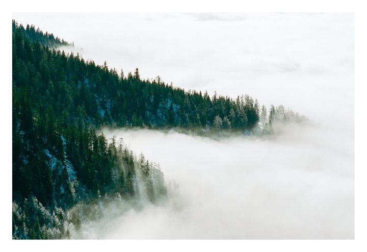 A dense forest of pine trees emerges from a thick layer of fog.