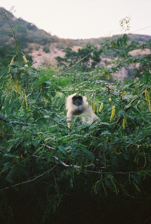 A langur monkey sits among green foliage with yellow blossoms, with a hazy mountain in the background.