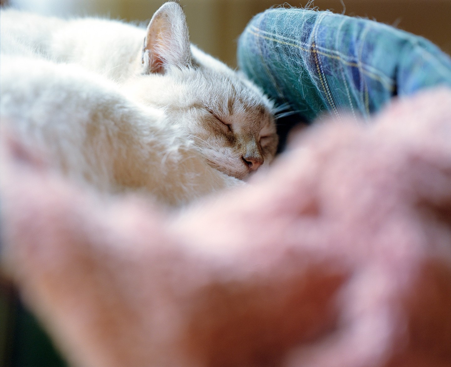 A cat is sleeping curled up on a plaid blanket.