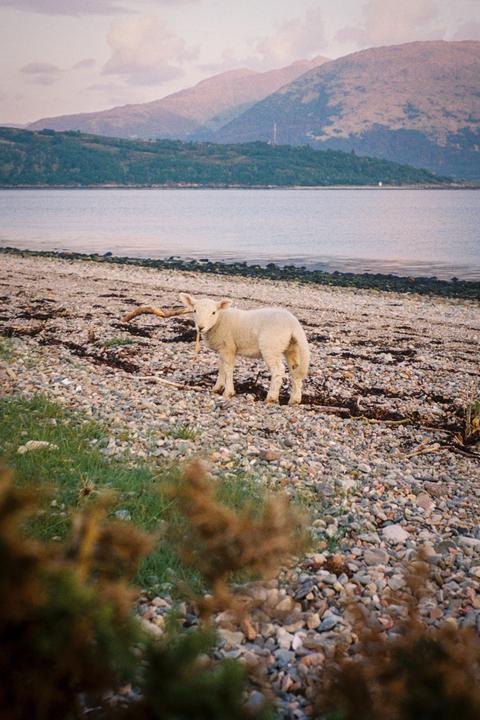 A lamb stands on a rocky beach with a body of water and mountains in the background.