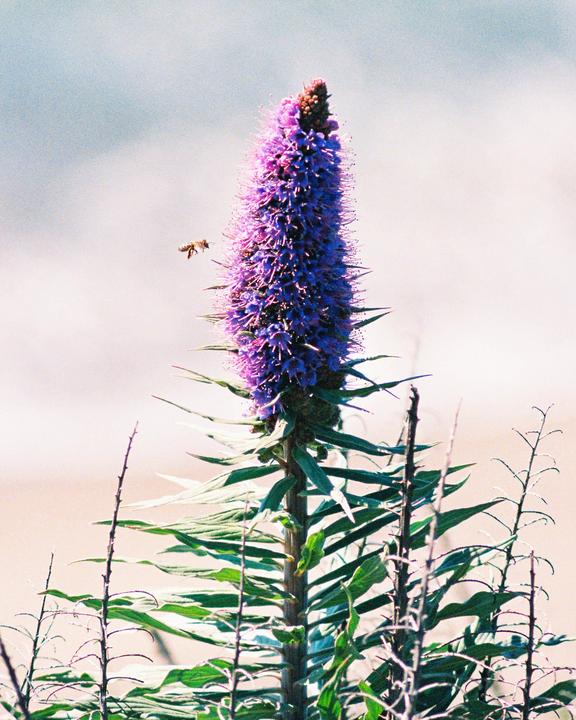 A bee flies next to a tall purple flower with green leaves.