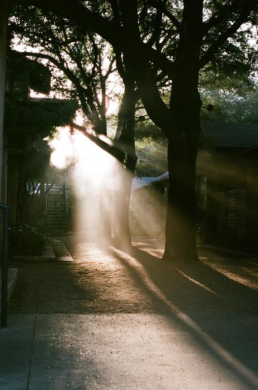 Sunlight streams through trees and illuminates a path with long shadows.