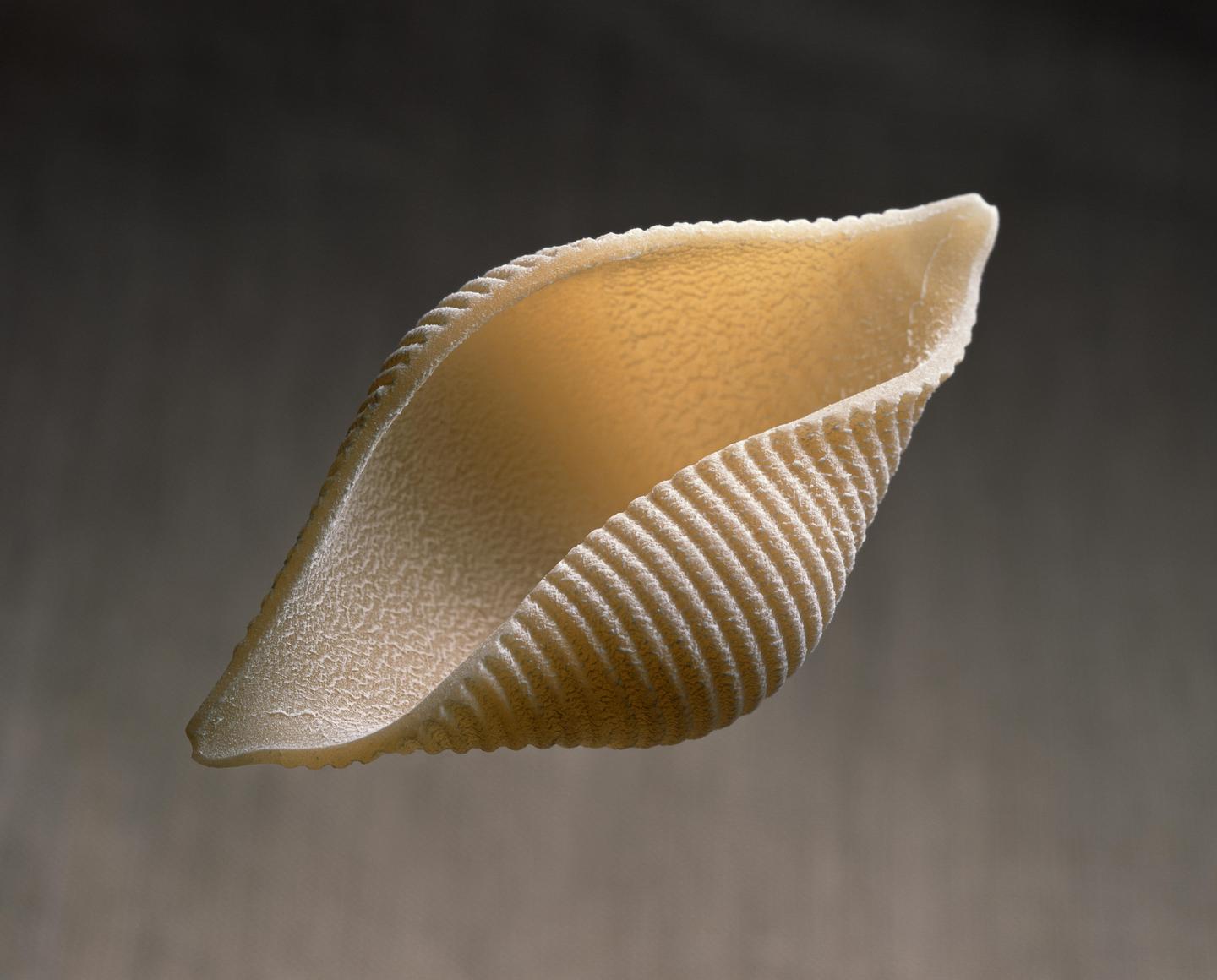 A single piece of conchiglie pasta is shown against a dark background.