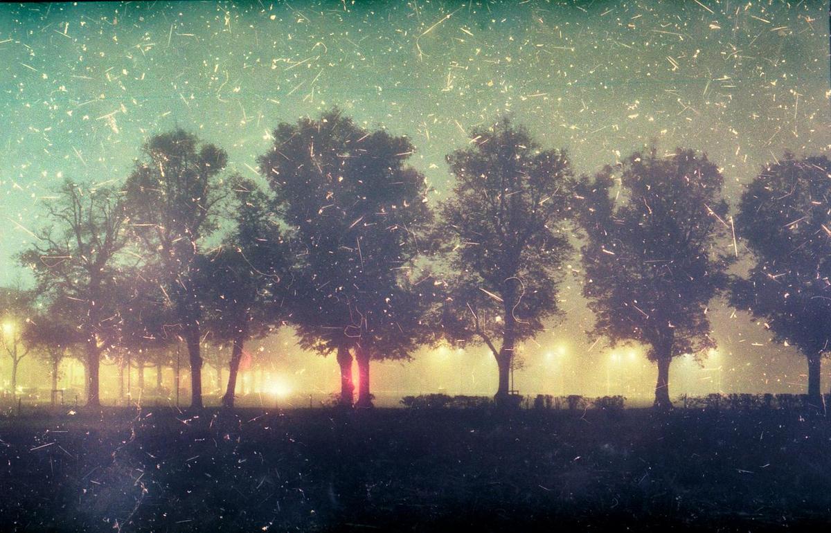 A row of trees stands silhouetted against a hazy, glowing background with visible light sources and many small scratches and dust.