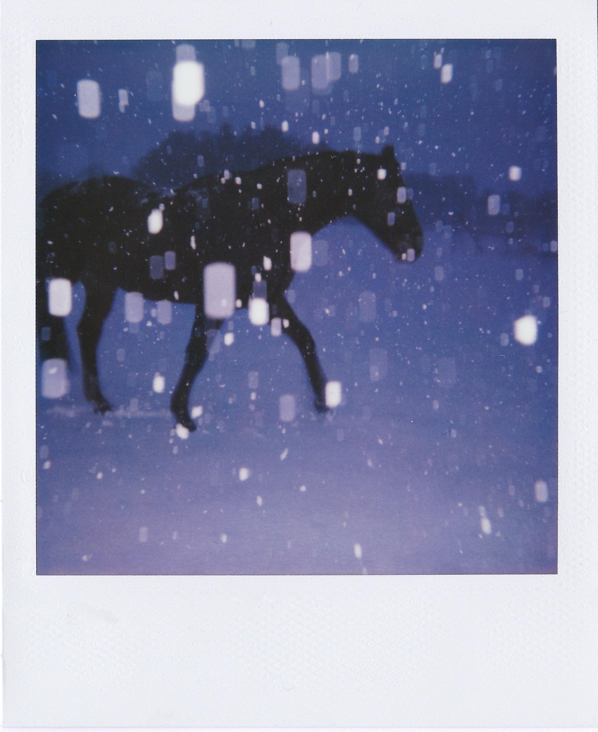 A horse walks through falling snow at night.