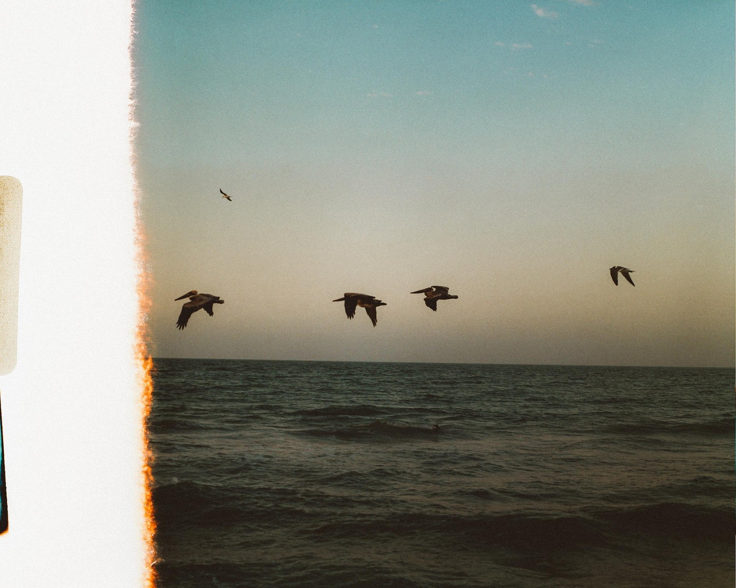 Several pelicans fly over the ocean at sunrise.