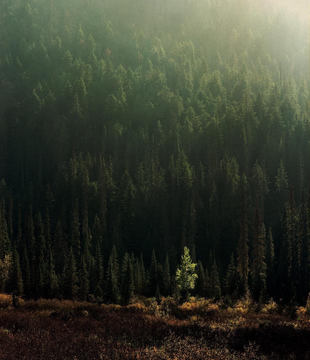 A single bright green tree stands out against a dark forest and a misty, sunlit hillside.