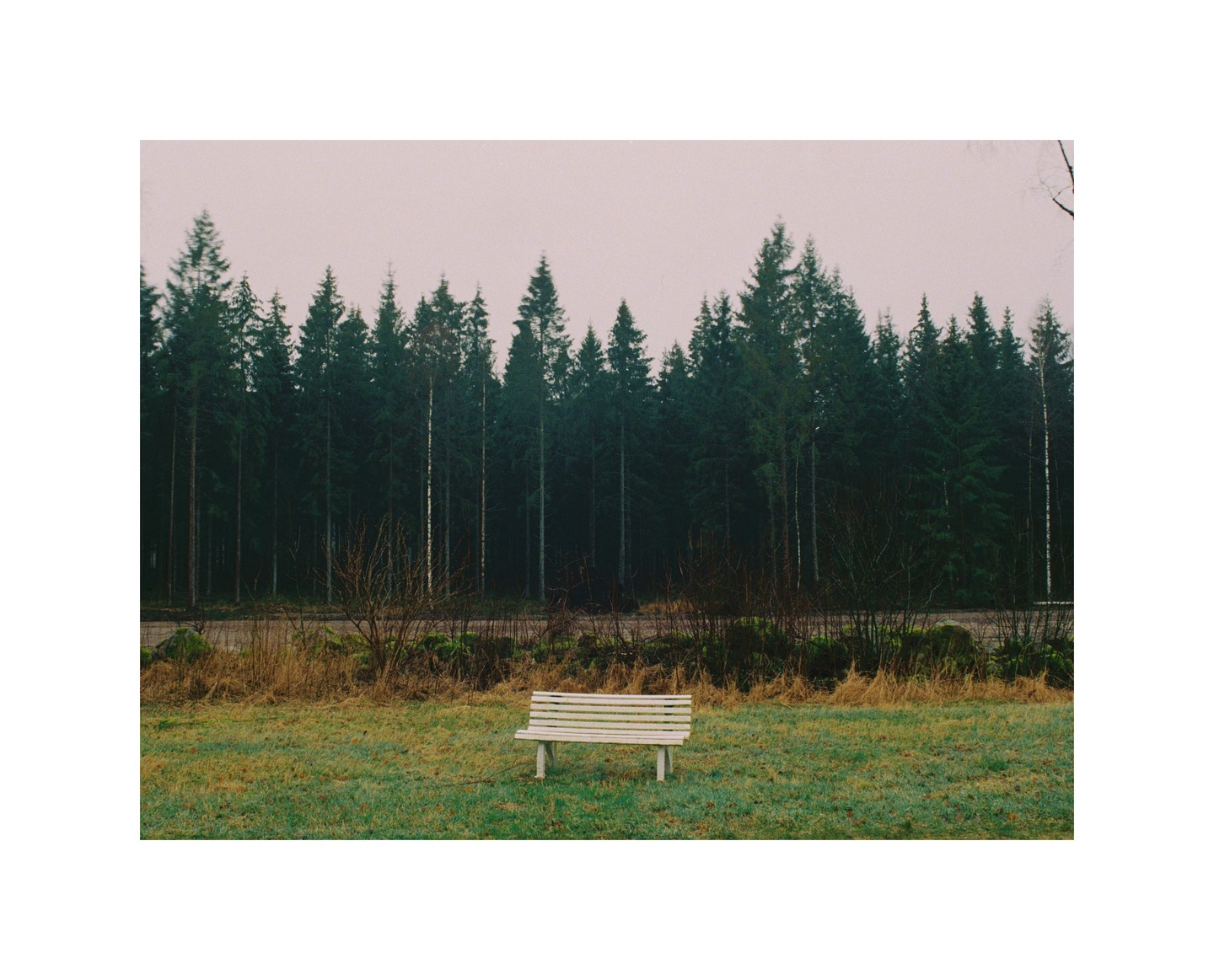 A white bench sits in a grassy field in front of a dense forest under an overcast sky.
