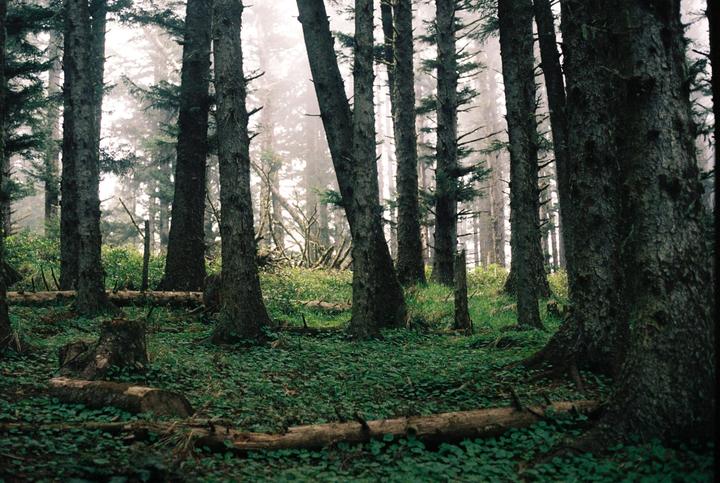 A dense forest with tall trees and a ground covered in green foliage and fallen logs is shrouded in mist.