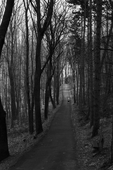 A person walks up a path through a forest of tall, bare trees.