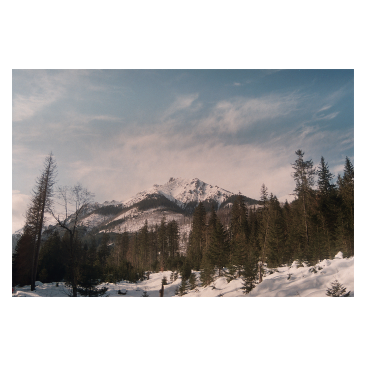 A snow-covered mountain rises behind a forest of pine trees and a snowy field.