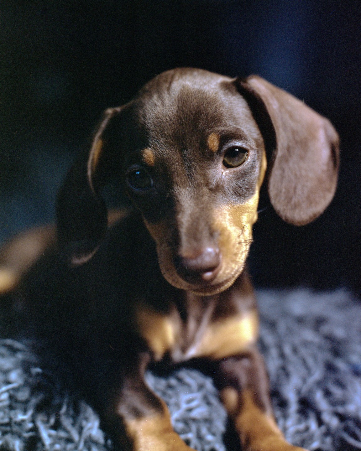 A brown and tan dachshund puppy is lying on a textured surface, looking directly at the viewer.