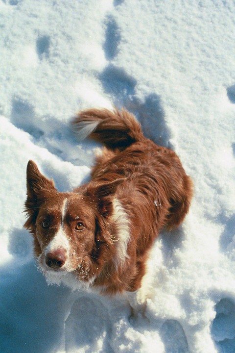 A brown and white dog with snow on its muzzle looks up at the viewer from a snowy ground.